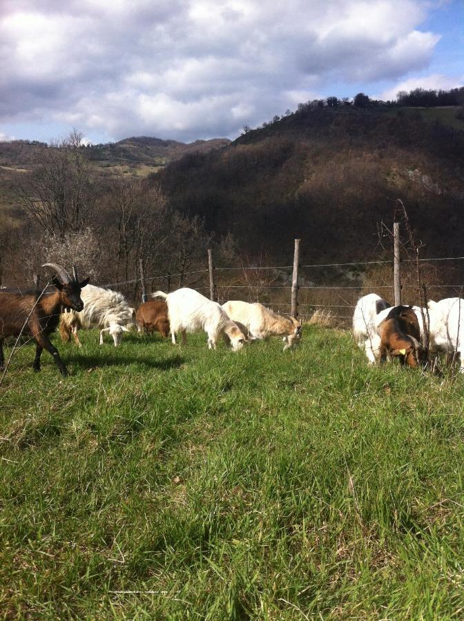 Agriturismo Il Covo Del Solengo Βίλα Valtopina Εξωτερικό φωτογραφία